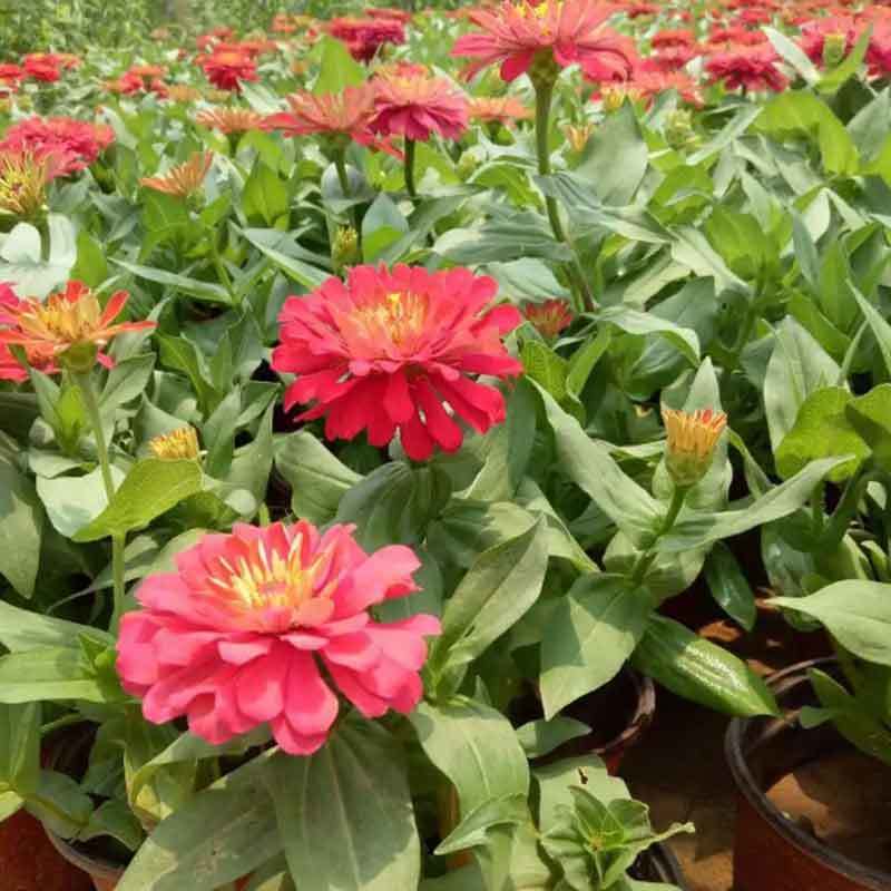 zinnia plants